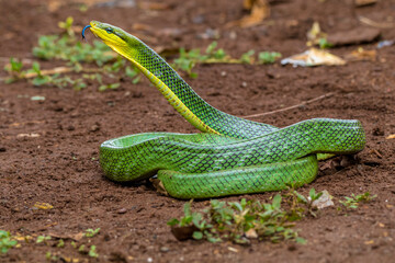 Gonyosoma oxycephalum, known commonly as the arboreal ratsnake, the red-tailed green ratsnake, and the red-tailed racer, is a species of snake in the family Colubridae. The species is endemic to South