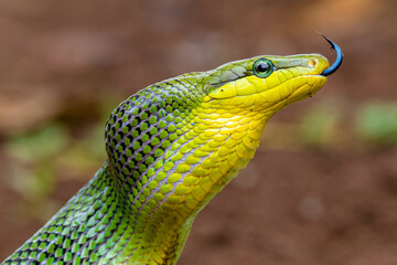 Gonyosoma oxycephalum, known commonly as the arboreal ratsnake, the red-tailed green ratsnake, and the red-tailed racer, is a species of snake in the family Colubridae. The species is endemic to South