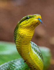 Gonyosoma oxycephalum, known commonly as the arboreal ratsnake, the red-tailed green ratsnake, and the red-tailed racer, is a species of snake in the family Colubridae. The species is endemic to South