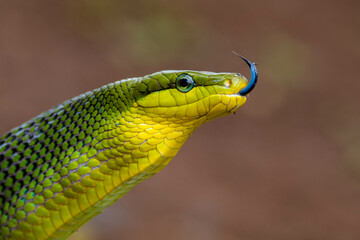 Gonyosoma oxycephalum, known commonly as the arboreal ratsnake, the red-tailed green ratsnake, and the red-tailed racer, is a species of snake in the family Colubridae. The species is endemic to South