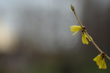 spring flowers close-up, bright yellow branches of European forsythia against the background of a cloudy sky, spring flowering pieces, bright yellow background, bright yellow floral background, 