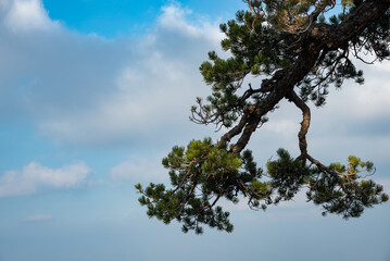 Fototapeta premium Lonely forest pine tree against cloudy sky in the forest.
