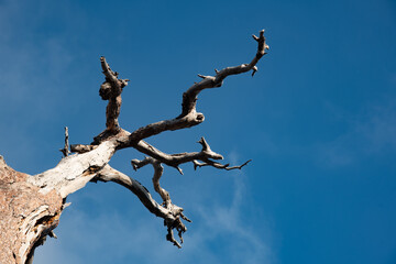 Dead dry tree with leafless branches against blue clear sky. with copy space