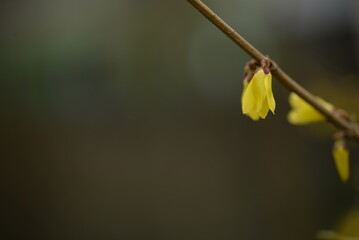 spring flowers close-up, bright yellow branches of European forsythia against the background of a...