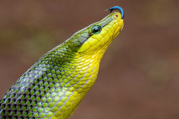 Gonyosoma oxycephalum, known commonly as the arboreal ratsnake, the red-tailed green ratsnake, and the red-tailed racer, is a species of snake in the family Colubridae. The species is endemic to South