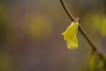 spring flowers close-up, bright yellow branches of European forsythia against the background of a cloudy sky, spring flowering pieces, bright yellow background, bright yellow floral background, 