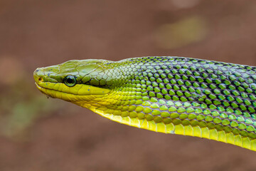 Gonyosoma oxycephalum, known commonly as the arboreal ratsnake, the red-tailed green ratsnake, and the red-tailed racer, is a species of snake in the family Colubridae. The species is endemic to South