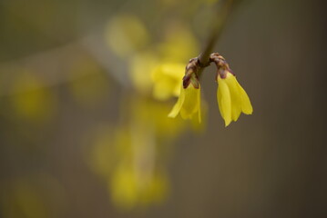 spring flowers close-up, bright yellow branches of European forsythia against the background of a cloudy sky, spring flowering pieces, bright yellow background, bright yellow floral background, 