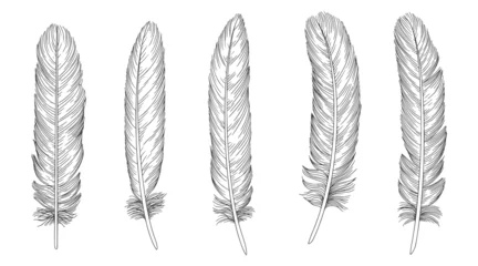 Tableaux sur verre Plumes Set of bird feathers. Hand drawn illustration 