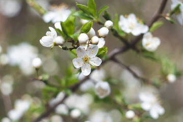 Spring cherry blossom, fresh flowers. Fruit tree branch. Blooming sakura. Green leaves, nature background, beautiful wallpaper. Selective focus. White petals close-up. Blurry bokeh. Floral pattern.