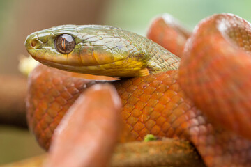 Obraz premium The body color ranges greatly from brown, orange, red, and even black. The ventral region of the snake is yellowish below the neck and white for the rest.