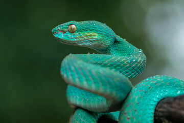 Trimeresurus insularis or Indonesian pit viper, Lesser Sunda Islands pit viper, Sunda white-lipped pit viper is a venomous pit viper species found in eastern Java and the Lesser Sunda Islands, Indones