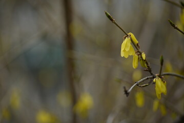 bright yellow background, bright yellow floral background, spring flowers close-up, 
bright yellow...
