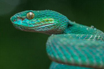 Trimeresurus insularis or Indonesian pit viper, Lesser Sunda Islands pit viper, Sunda white-lipped pit viper is a venomous pit viper species found in eastern Java and the Lesser Sunda Islands, Indones