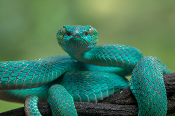 Trimeresurus insularis or Indonesian pit viper, Lesser Sunda Islands pit viper, Sunda white-lipped pit viper is a venomous pit viper species found in eastern Java and the Lesser Sunda Islands, Indones