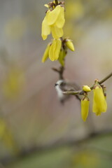 bright yellow background, bright yellow floral background, spring flowers close-up, 
bright yellow branches of European forsythia against the background of a cloudy sky, spring flowering pieces