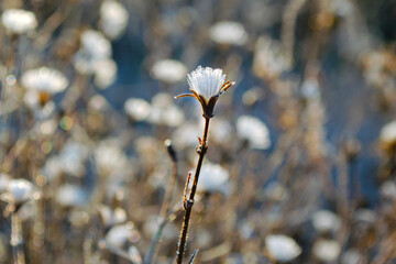 dry flowers in frost