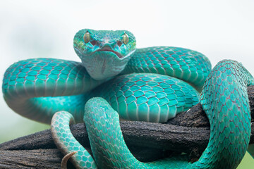 Trimeresurus insularis or Indonesian pit viper, Lesser Sunda Islands pit viper, Sunda white-lipped pit viper is a venomous pit viper species found in eastern Java and the Lesser Sunda Islands, Indones