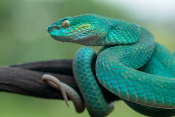 Trimeresurus insularis or Indonesian pit viper, Lesser Sunda Islands pit viper, Sunda white-lipped pit viper is a venomous pit viper species found in eastern Java and the Lesser Sunda Islands, Indones