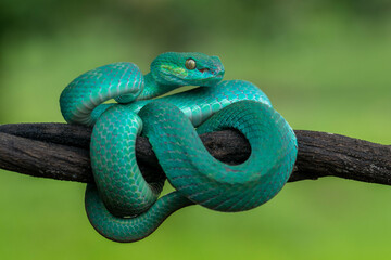 Trimeresurus insularis or Indonesian pit viper, Lesser Sunda Islands pit viper, Sunda white-lipped pit viper is a venomous pit viper species found in eastern Java and the Lesser Sunda Islands, Indones