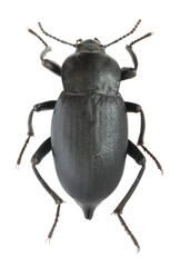 Mucronate churchyard beetle, cellar beetle (Blaps lethifera). Tenebrionidae. Isolated on white background.