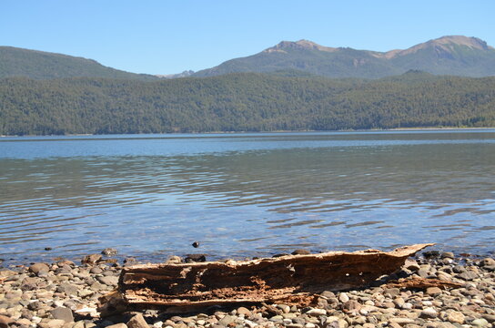 driftwood on the lake, patagonia