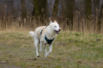 Beautiful white purebred dog running in the field, husky