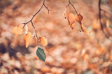 Unfocused natural background of the autumn forest in close-up, through the branches of a lime tree. Beautiful close-up of falling autumn leaves with the ability to copy. High quality photo