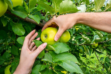  Delicious apple. Apple orchard, harvest time. Man's and woman's hands pick ripe apple. 