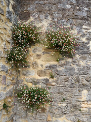 Background of small white and pink daisies growing in an old rustic stone wall in spring. Oxford, UK