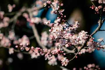 Wunderschöne rosa Blüten in Nahaufnahme