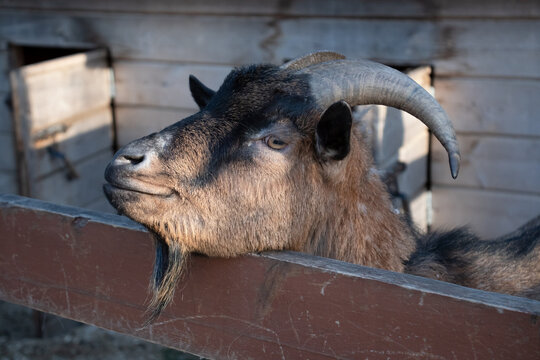 Black goat portrait in the farm 