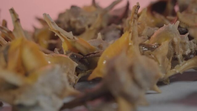 Sea shells on the table