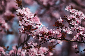 Wunderschöne rosa Blüten in Nahaufnahme