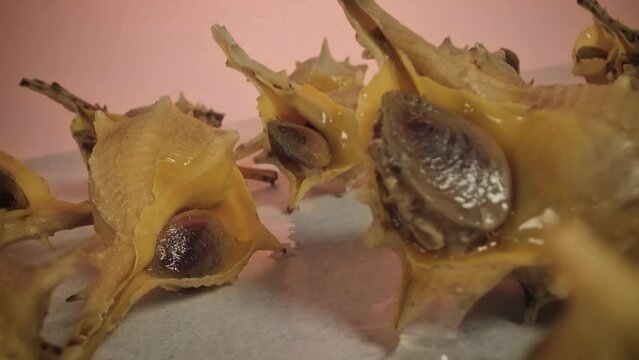 Shells live on the table
