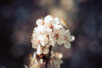 Wundersch&ouml;ne wei&szlig;e Bl&uuml;ten l&auml;uten das Fr&uuml;hlingserwachen ein