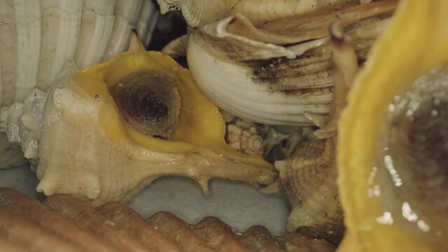 Macro shot of live shells and molluscs 