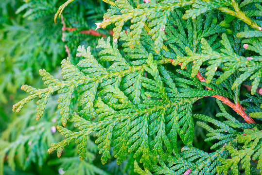 Detailed capture of the scaly leaves of a White Cedar (Thuja occidentalis)