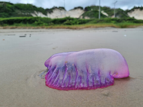 Side view of a jellyfish of the species physalia physalis also known as Portuguese caravel, with a beautiful bluish pink color, on the sand of the beach