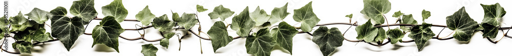 Poster vivid ivy leaves intricately intertwined in a seamless string, set against a pristine backdrop - gen