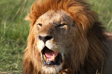 Portrait of a heavily breathing lion lion showing with open mouth