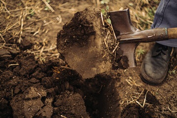 Earth on a shovel. The gardener digs the soil with a shovel in the garden in spring, black soil on...