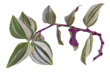 Close-up of the Tradescantia cutting cut for the propagation purpose