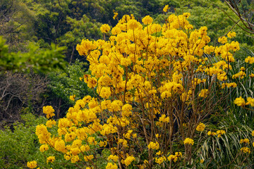 Obraz premium Selective focus of golden yellow flowers full blooming on the tree in summer, Handroanthus chrysanthus formerly classified as Tabebuia chrysantha, Nature foral pattern background.