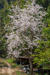 Selective focus of white pink flowers of Bauhinia variegata is a species of flowering plant in the legume family Fabaceae, Common names include orchid tree and mountain ebony, Nature floral background