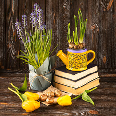 Spring gardening and flower care at home. Muscari flowers in a pot, yellow tulips, seeds and a yellow watering can on a dark wooden background.