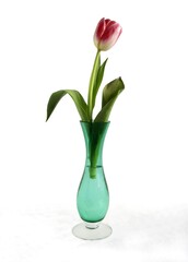 red and yellow tulips in glass vase close up