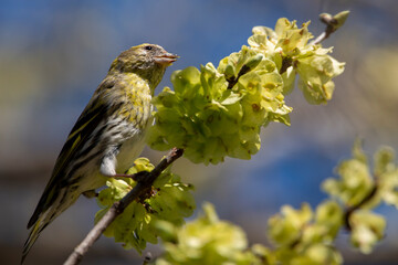A female Eurasian siskin with yellow colors resting on a branch of tree in the forest. Carduelis spinus.