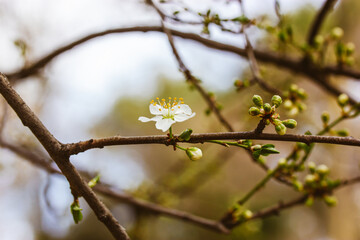 A branch of a flowering fruit tree in a spring park, garden, orchard. White small flowering cherry, apple, almond blossom on a natural background. Nature awakens in springtime. Trees blossoming.