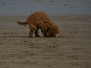 dog running on the beach